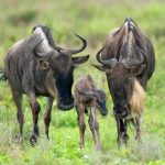 8 Days Wildebeest Migration Calving Safari and Hadzabe  