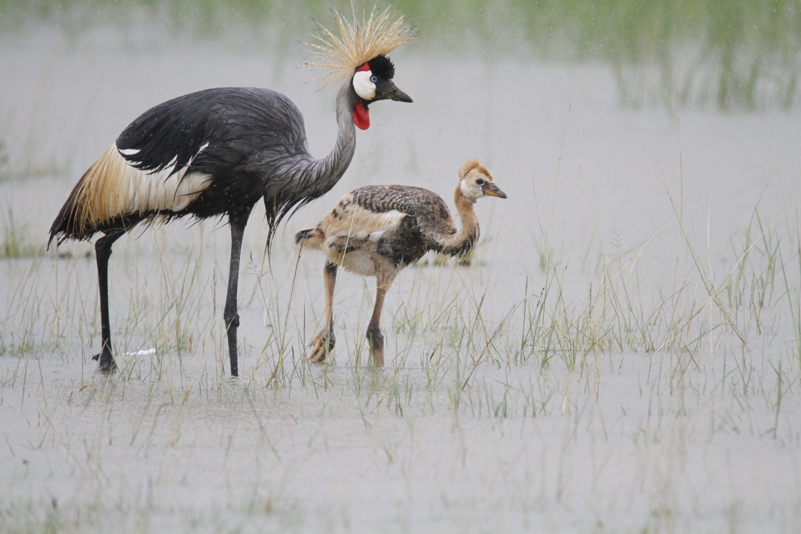 15 Days, Birding and wildlife photographic